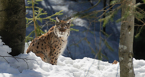 Luchs im Nationalpark Bayerischer Wald